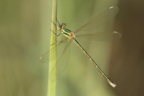 Lestes barbarus